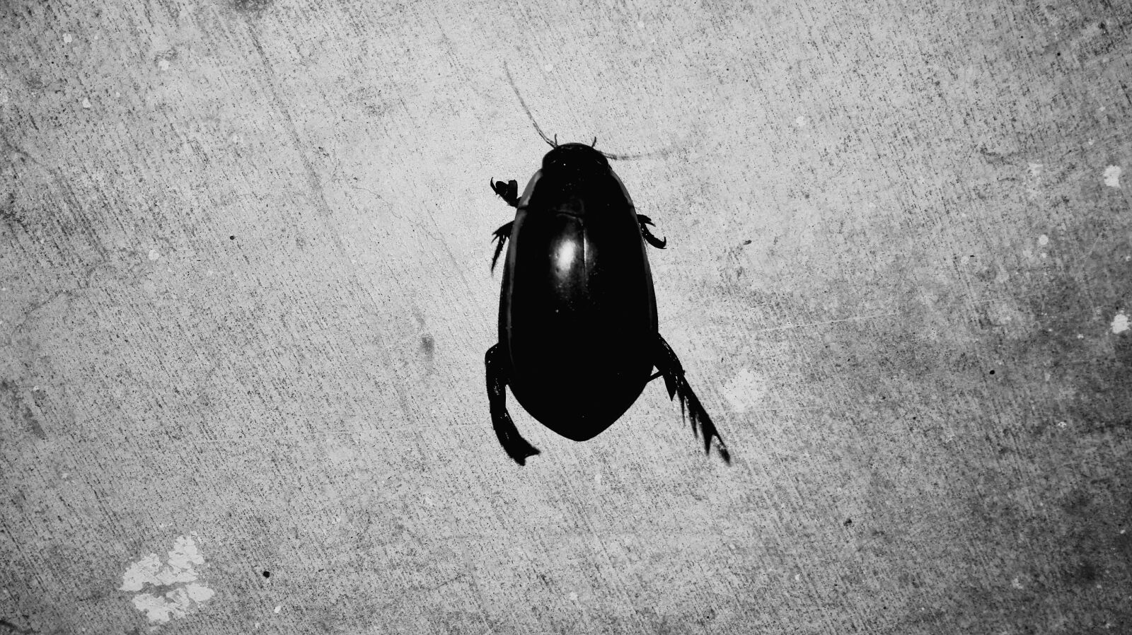 HUAWEI H60-L04 sample photo. Beetle photography