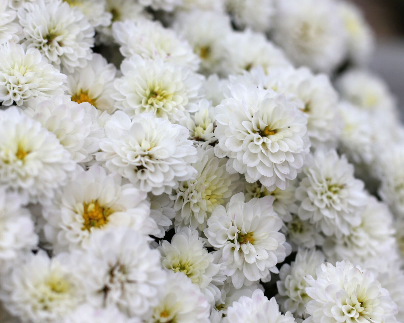 Canon EOS 700D (EOS Rebel T5i / EOS Kiss X7i) sample photo. Chrysanthemum, white flowers, nature photography