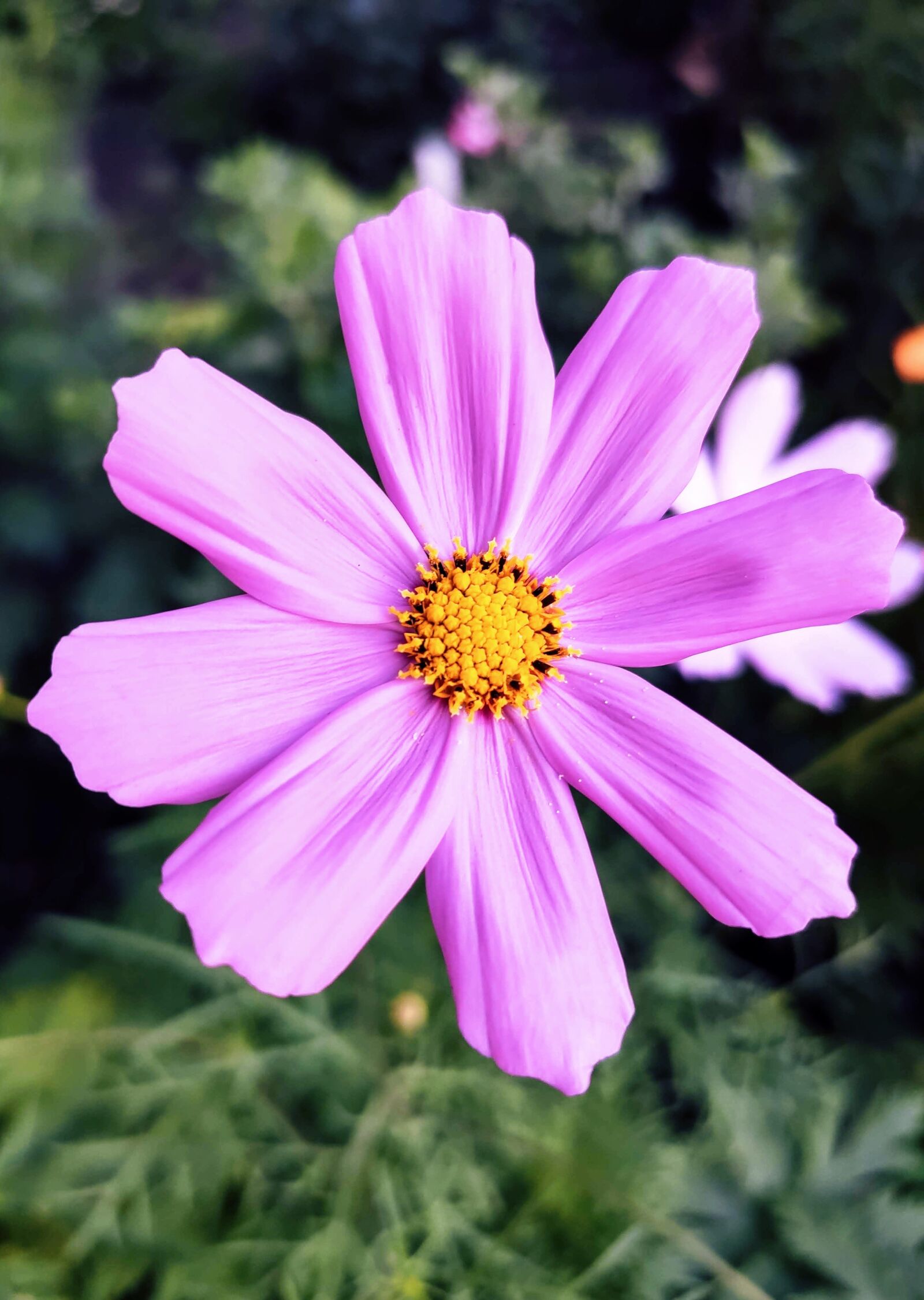 Xiaomi MI 9 sample photo. Flower, violet, purple photography