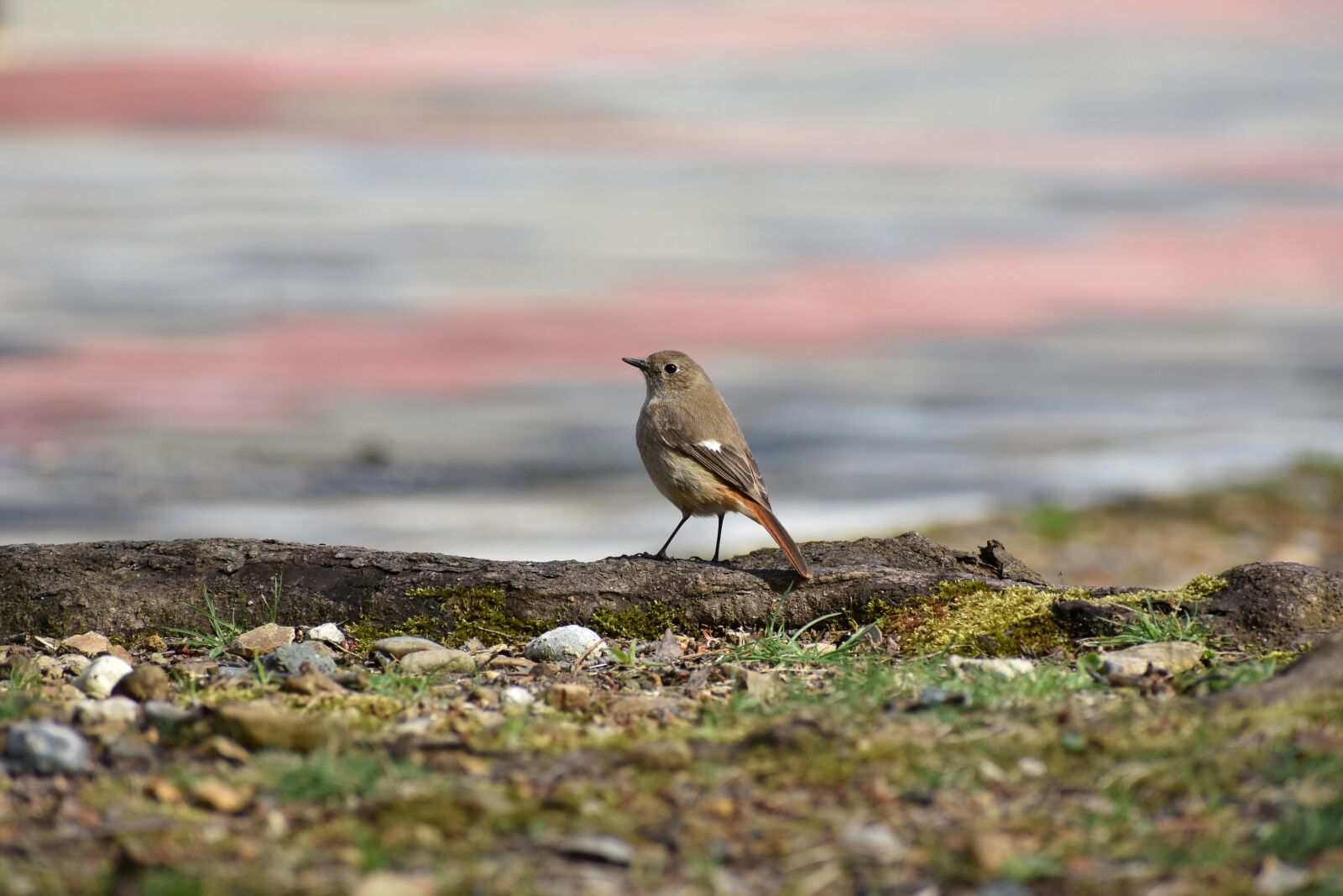 Nikon D7200 sample photo. Animal, park, moss photography
