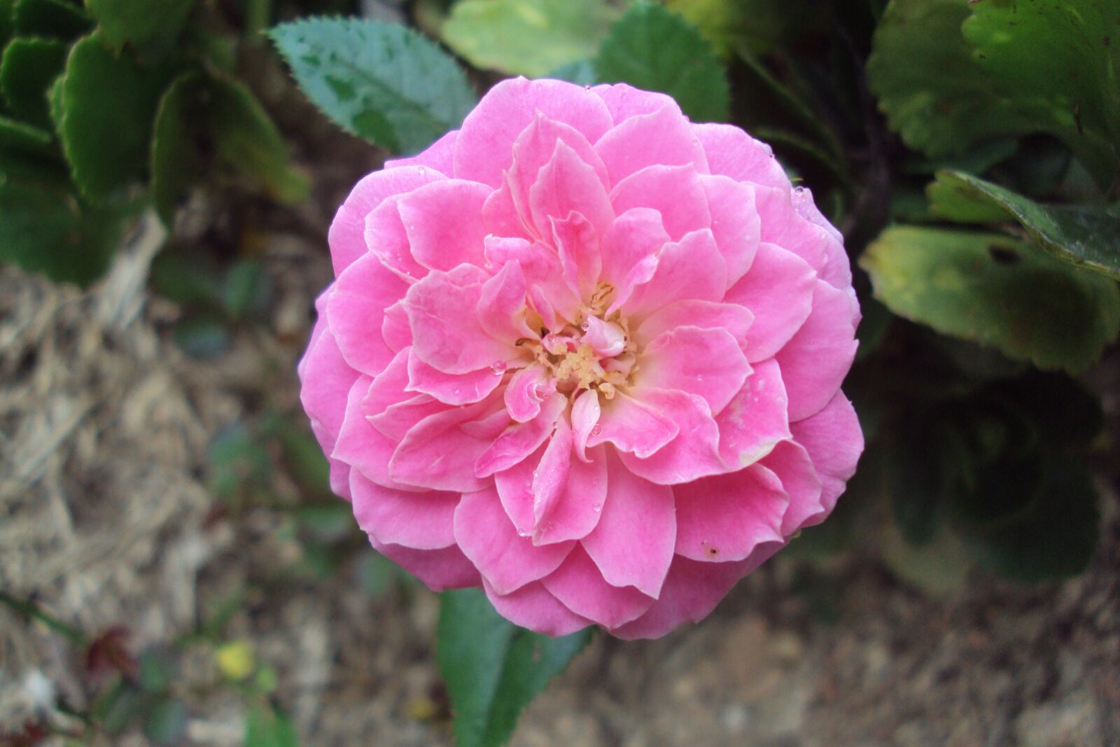Sony DSC-S950 sample photo. Flower, rosa, nature photography