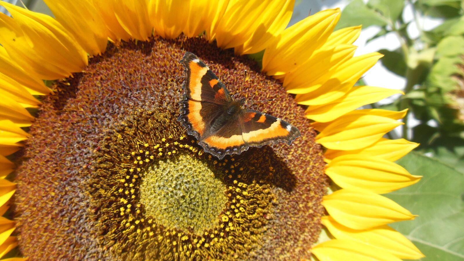 Nikon Coolpix S6300 sample photo. Sunflower, butterfly, garden photography