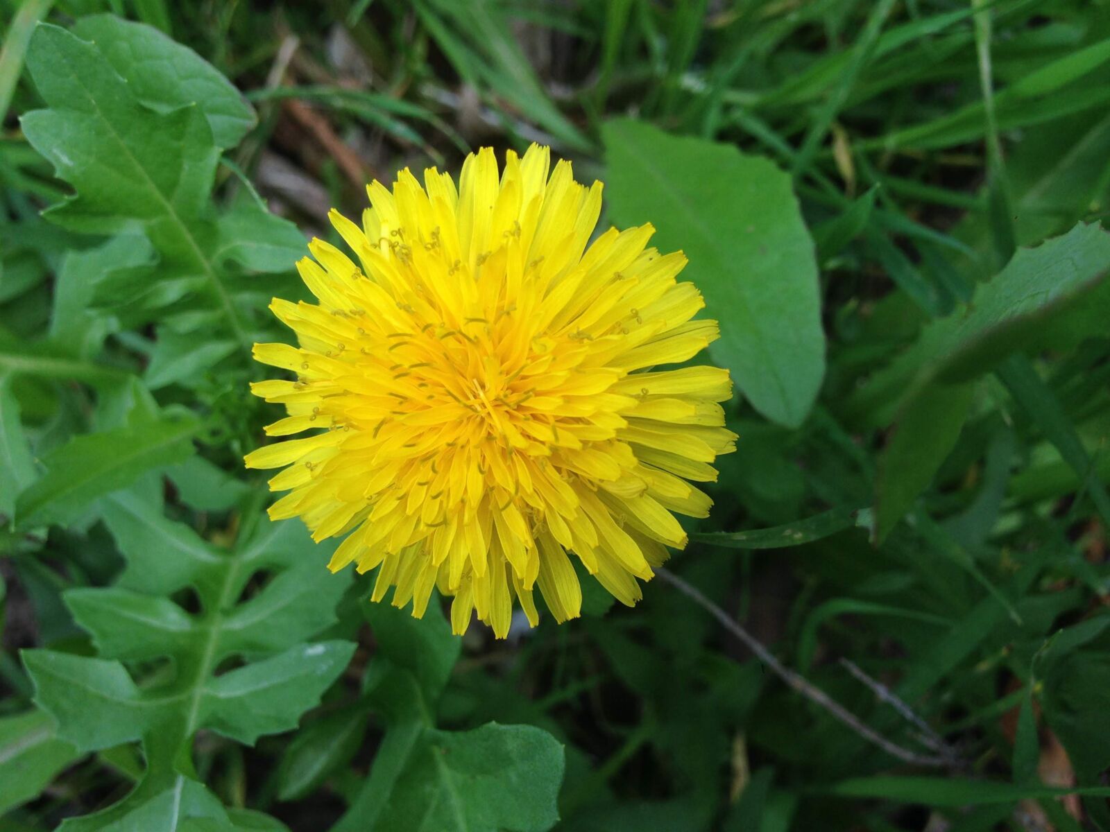 iPhone 5 back camera 4.12mm f/2.4 sample photo. Yellow, sunflower, spring photography