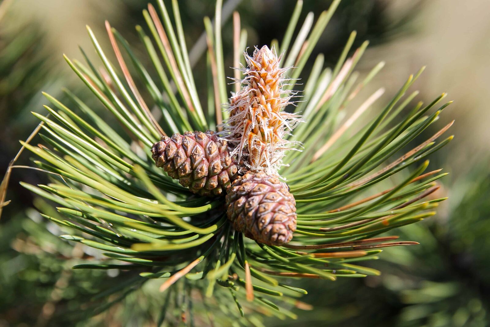 Canon EOS 1100D (EOS Rebel T3 / EOS Kiss X50) sample photo. Spruce, evergreen, conifer, nature photography