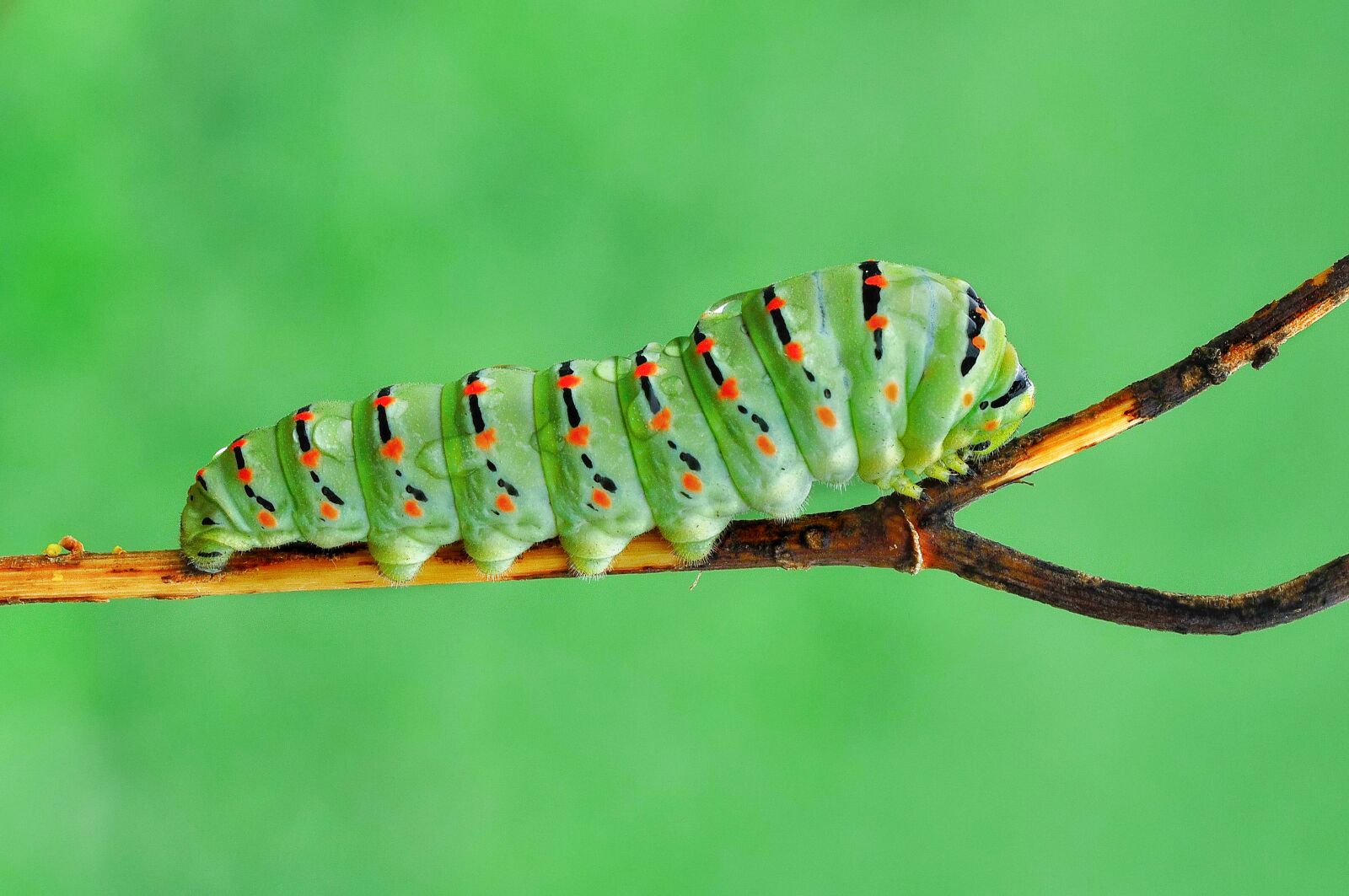 Nikon D90 sample photo. Happy, butterfly, caterpillar photography