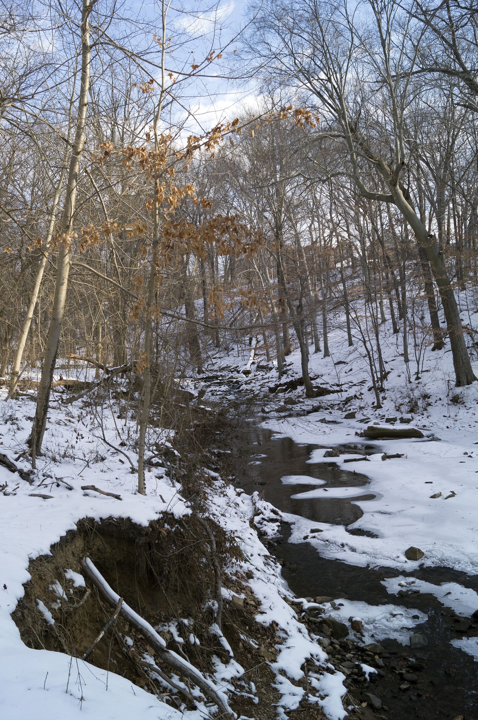 Sony SLT-A57 sample photo. Snow, park, trees photography