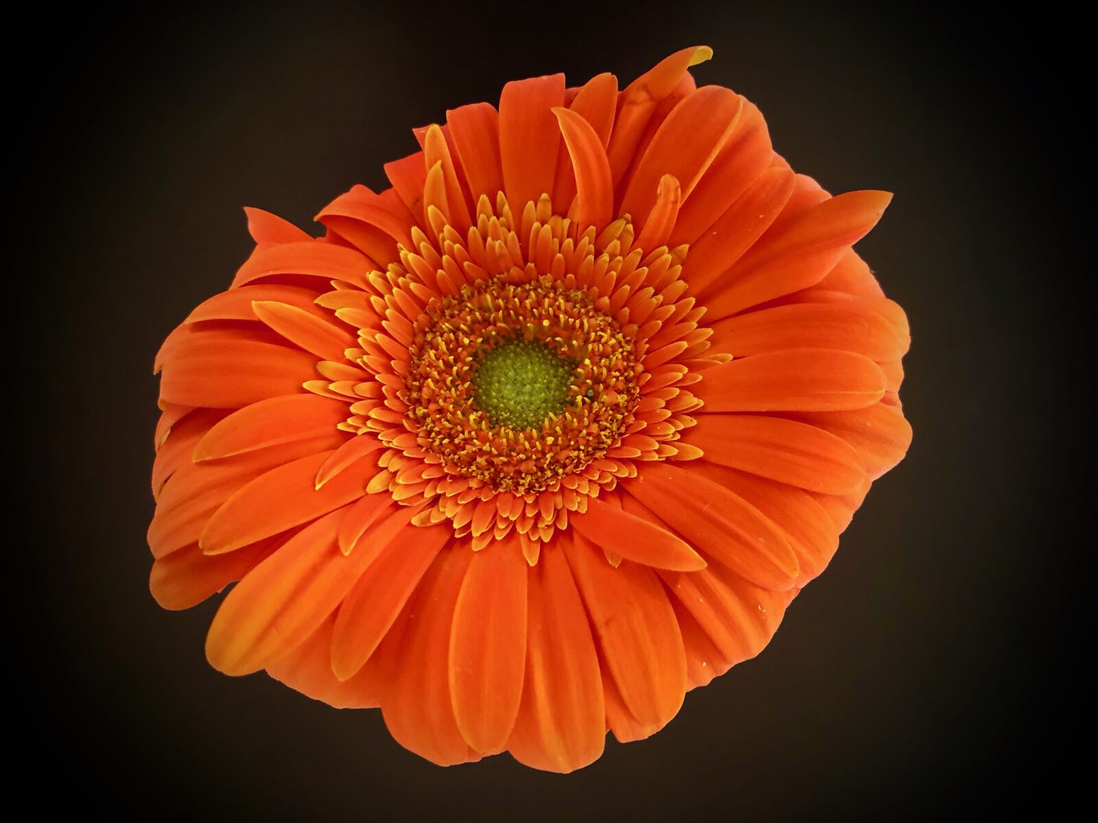 iPhone X back dual camera 4mm f/1.8 sample photo. Blossom, bloom, flower photography
