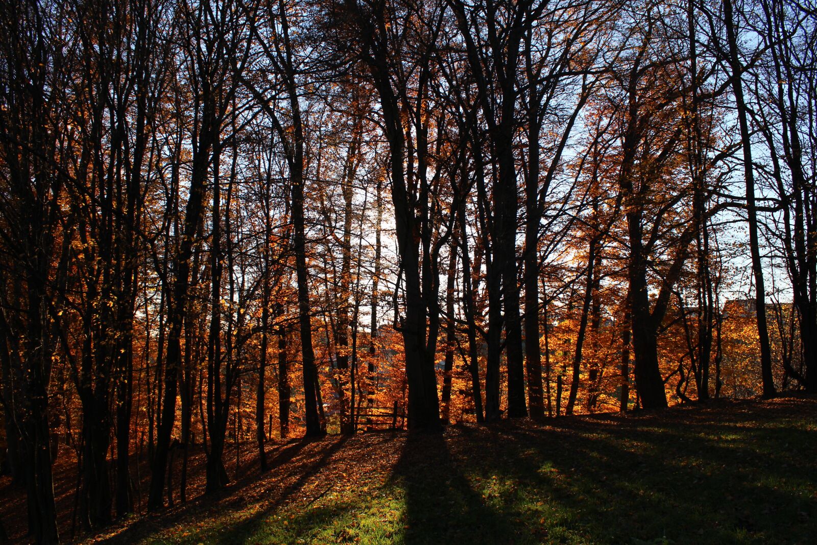 Canon EOS 600D (Rebel EOS T3i / EOS Kiss X5) sample photo. Forest, autumn, nature photography