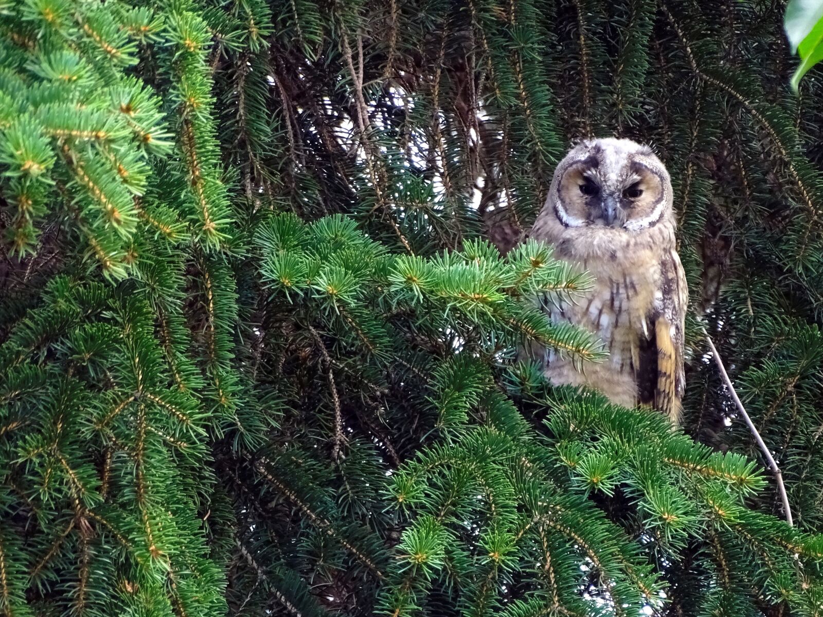 Sony Cyber-shot DSC-HX400V sample photo. Owl, long eared owl photography