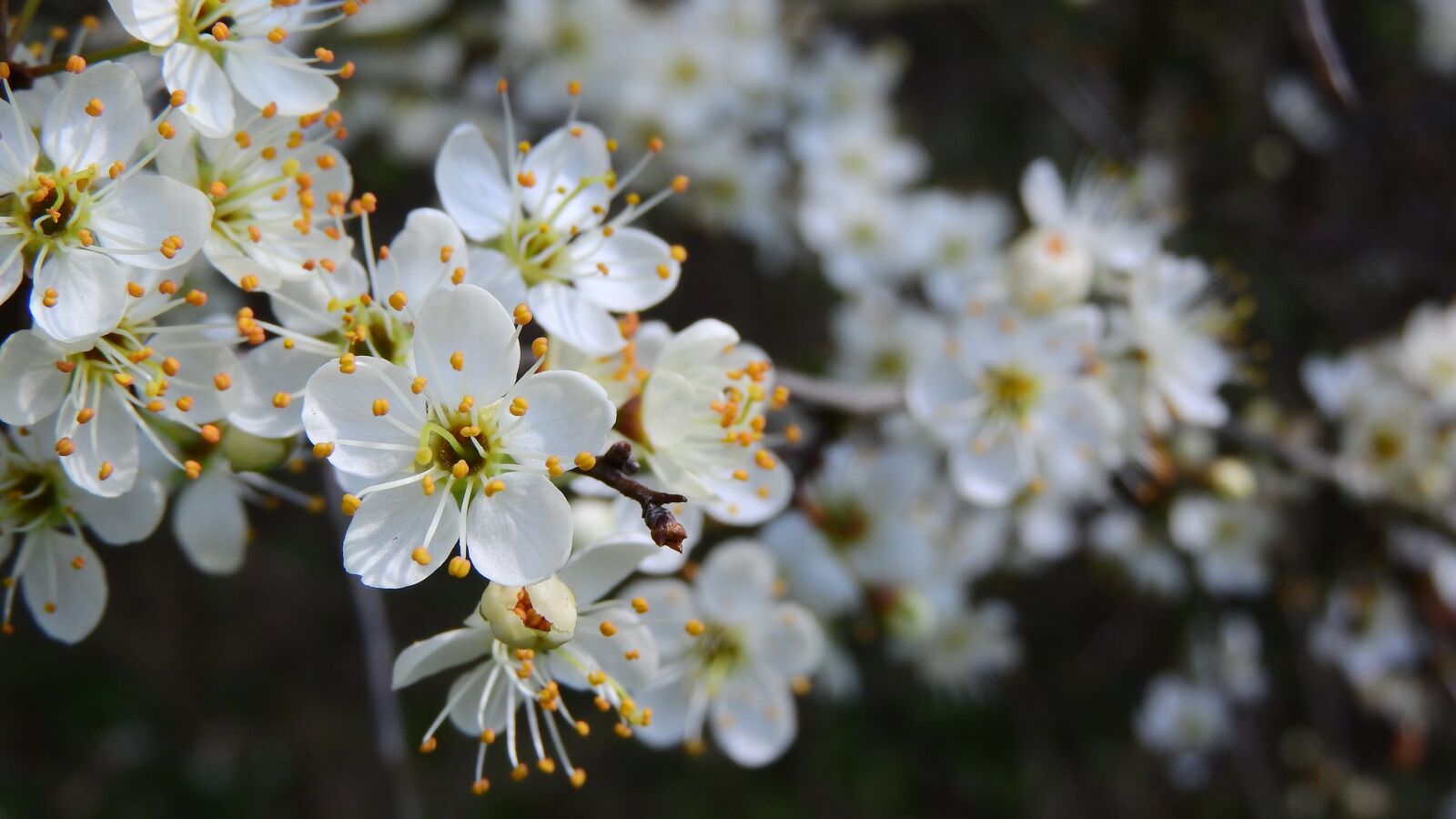 Nikon Coolpix P610 sample photo. Prunus spinosa, blackthorn, spring photography