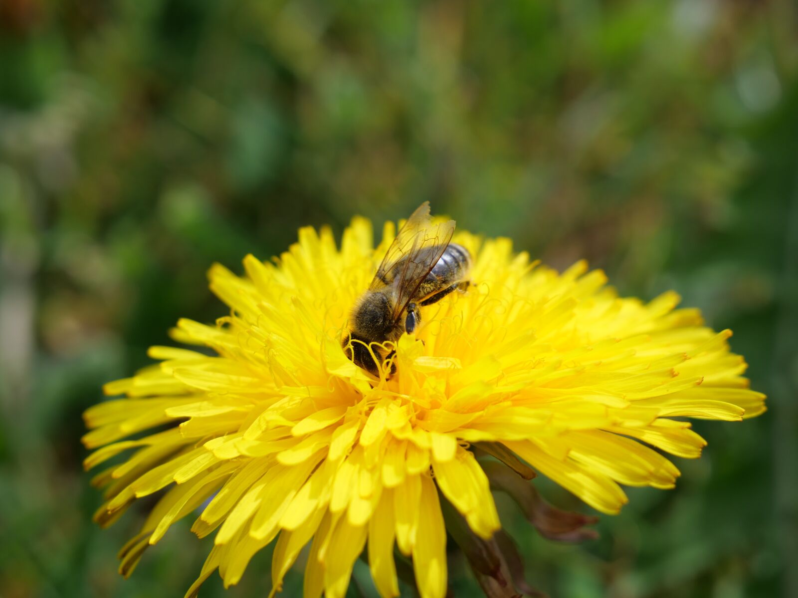 Panasonic Lumix DC-G9 sample photo. Bee, yellow, bees photography