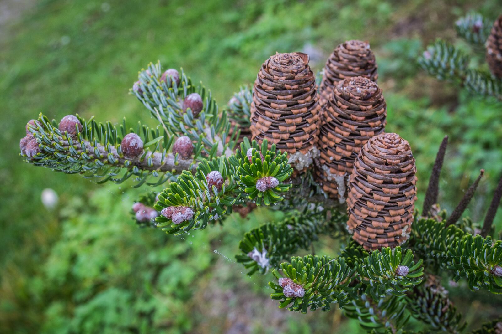 Nikon D3100 sample photo. Cones, needles, green photography