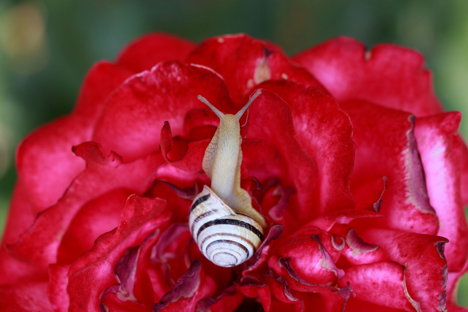 Canon EF-S 60mm F2.8 Macro USM sample photo. Snail, shell, rose photography