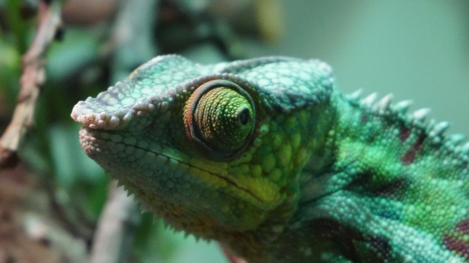 Sony E 16-50mm F3.5-5.6 PZ OSS sample photo. Chameleon, green, nature photography