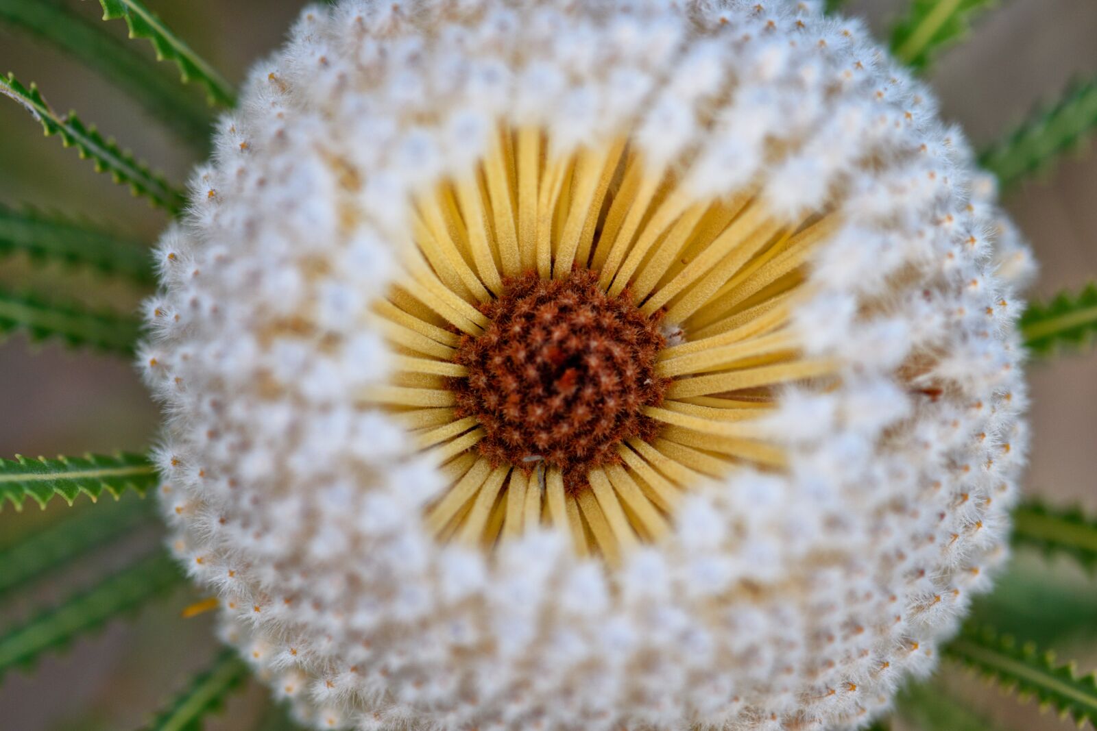 Nikon D3300 sample photo. Banksia, yellow, buds photography