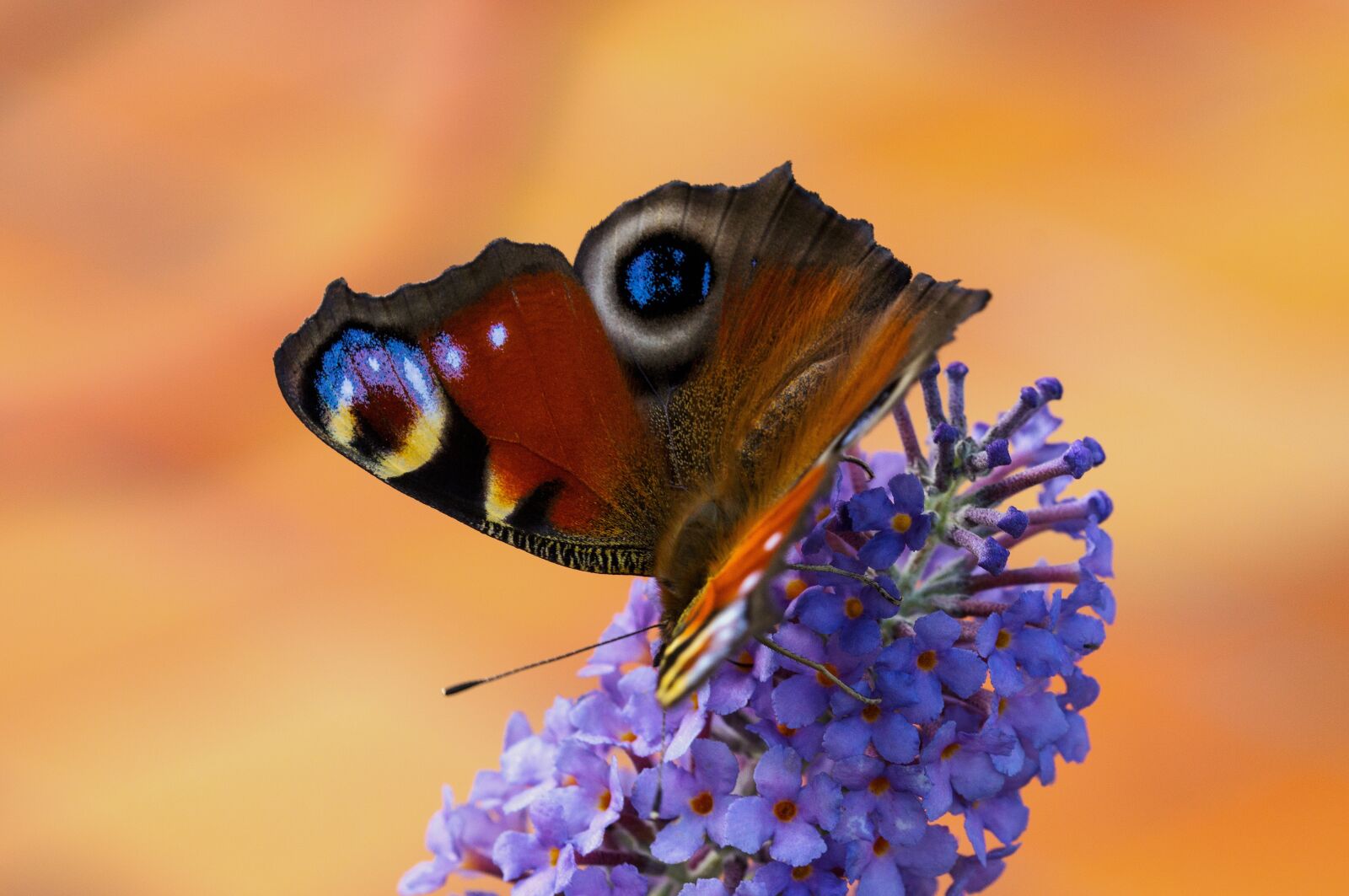 Sony SLT-A57 + 105mm F2.8 sample photo. Peacock, butterfly, edelfalter photography