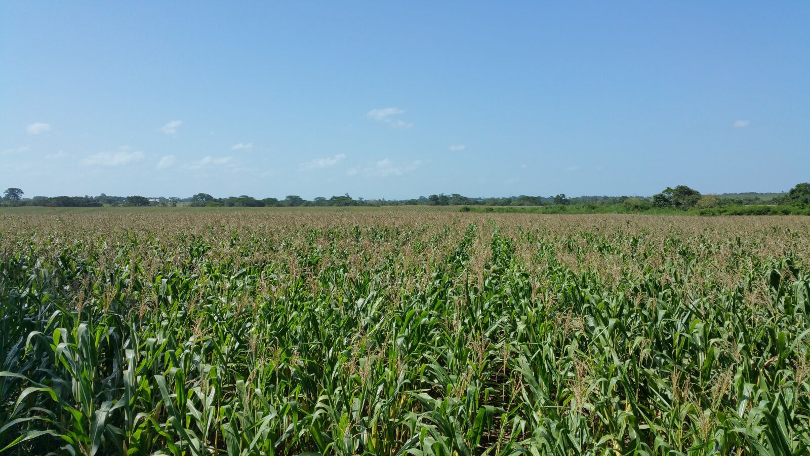 Samsung Galaxy Note4 sample photo. Corn field, crops, farming photography