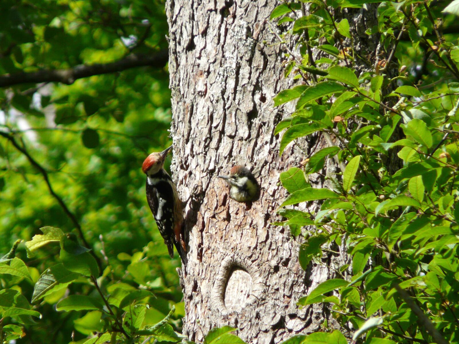 Panasonic DMC-FZ18 sample photo. Woodpecker, bird, woodpecker medium photography