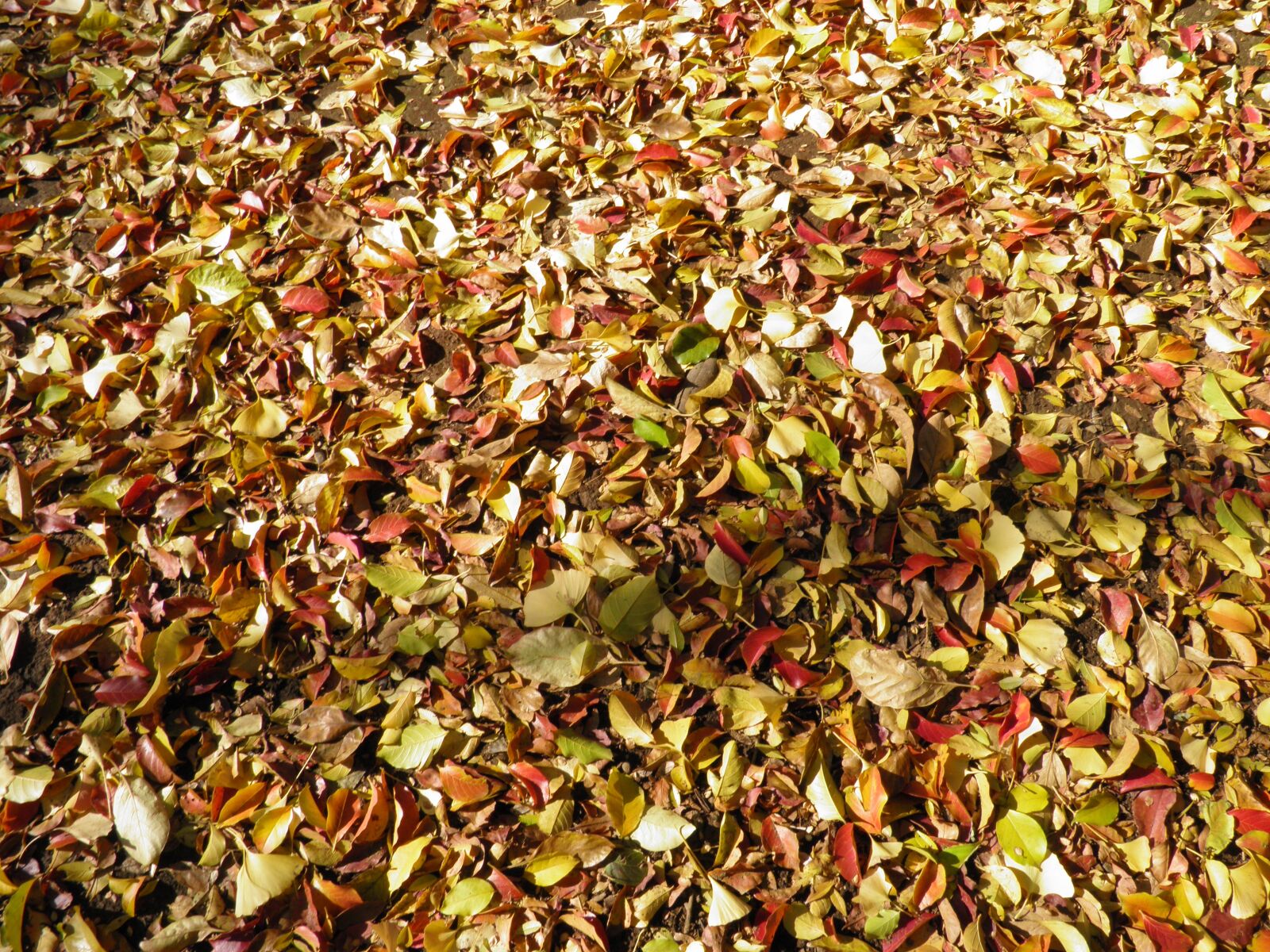 Olympus SP800UZ sample photo. Autumnal leaves, deciduous trees photography