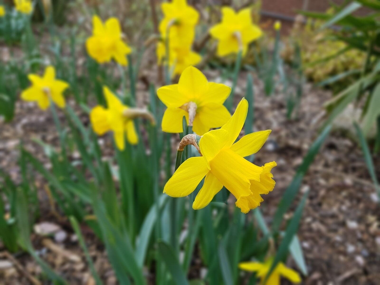 Samsung Galaxy S7 Edge sample photo. Nature, flora, flower photography