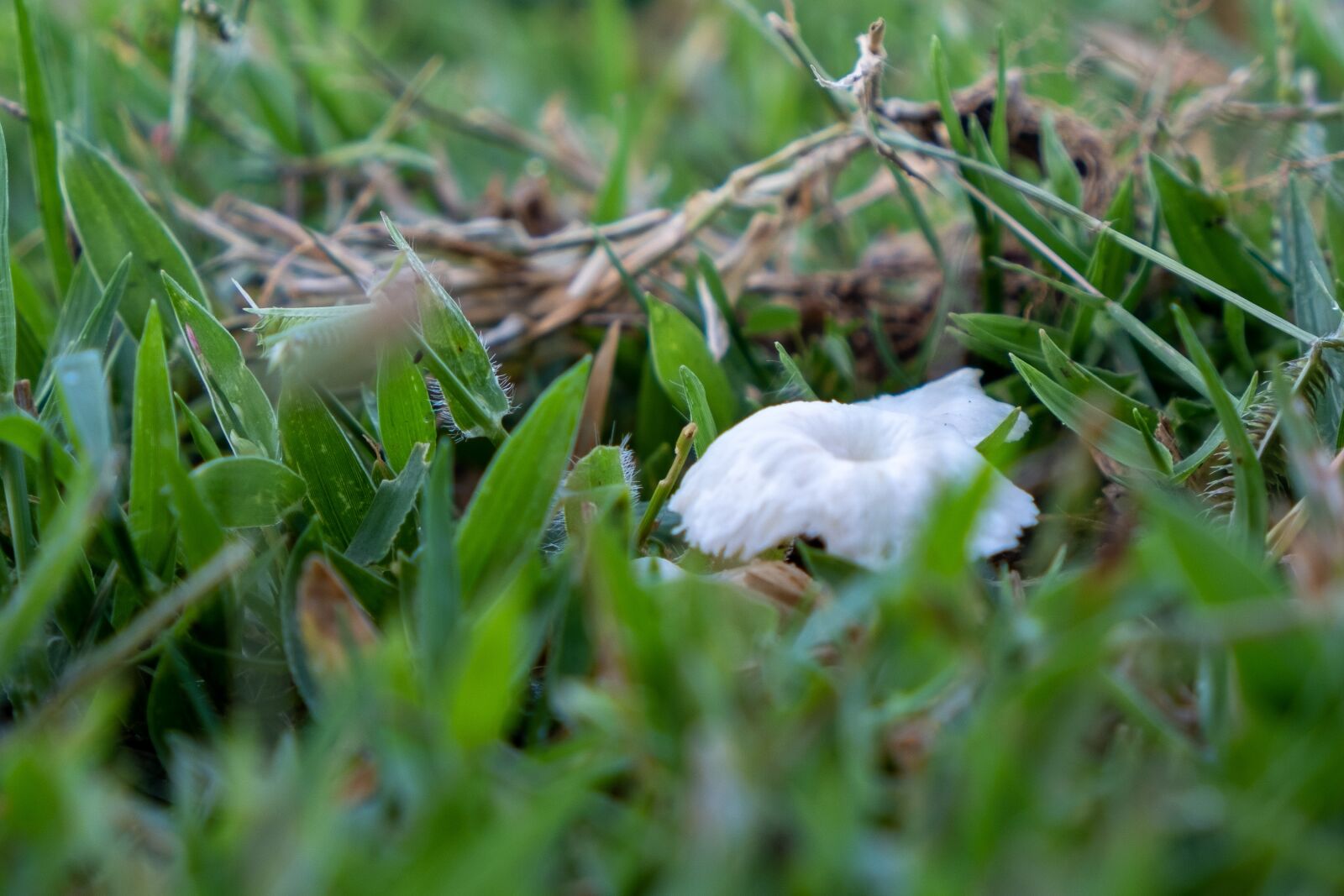 Fujifilm X-T20 sample photo. Mushroom, grass, green photography