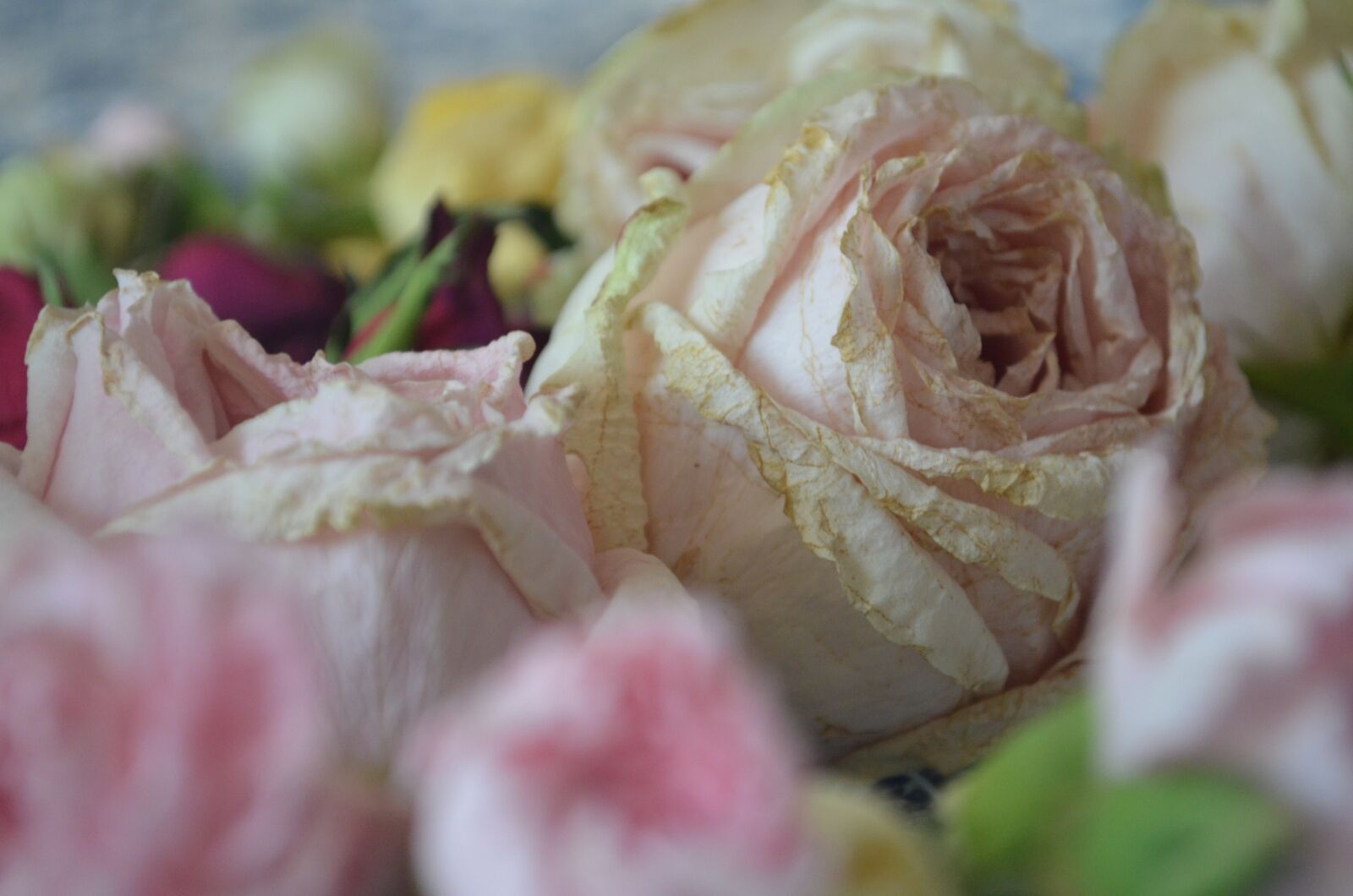 Nikon D5100 sample photo. White rose, roses, petals photography