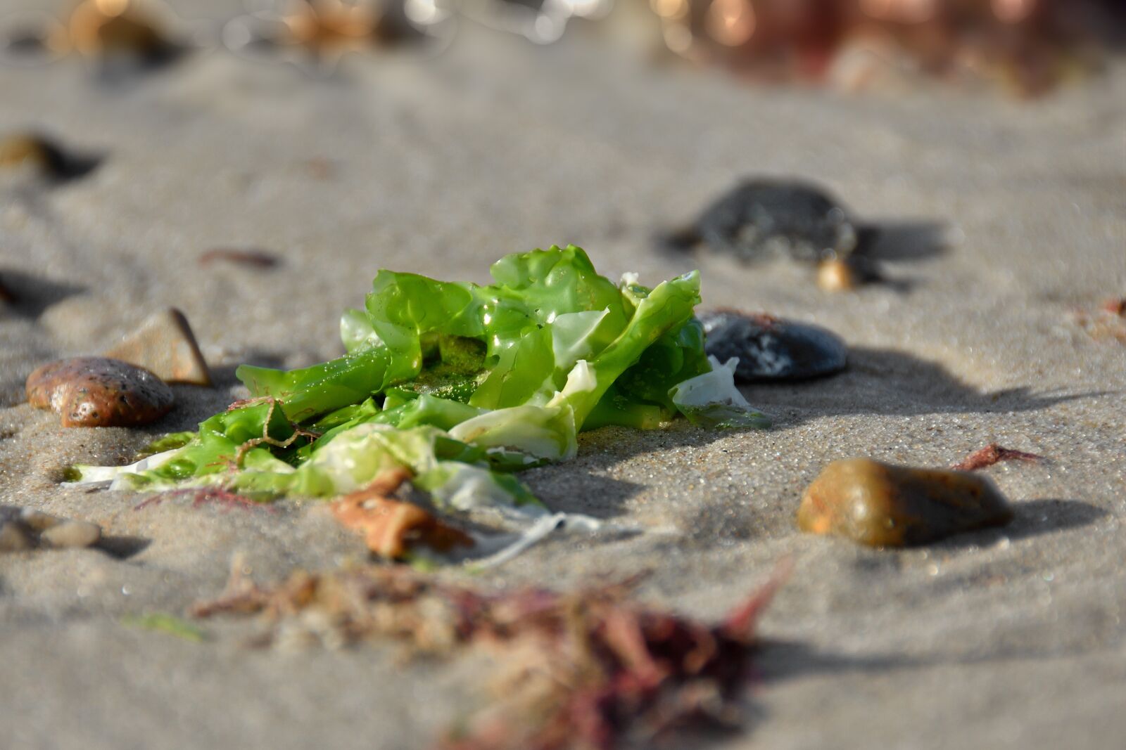 Nikon D7200 sample photo. Algae, north sea, beach photography
