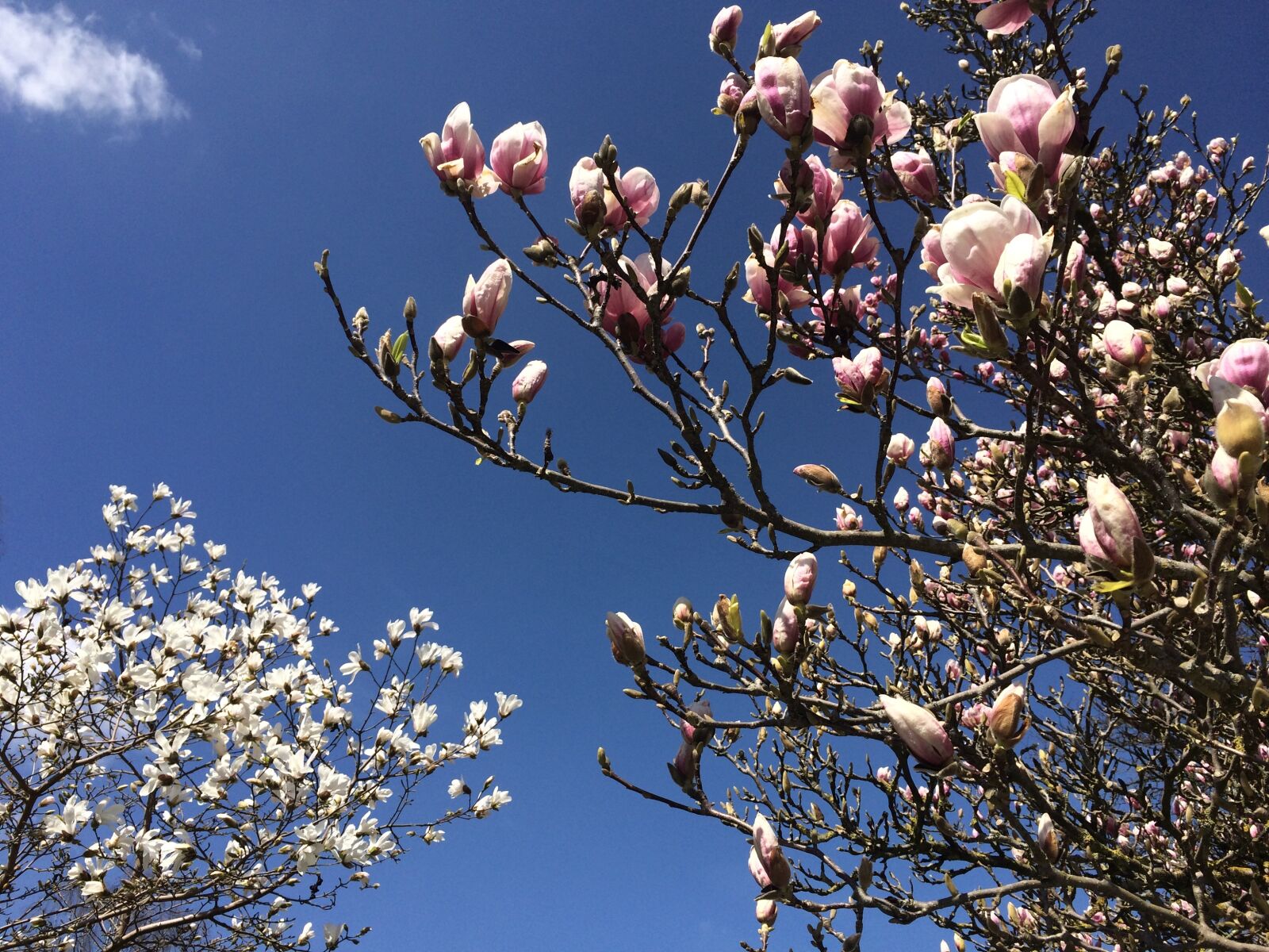 iPhone 5s back camera 4.15mm f/2.2 sample photo. Magnolia, spring, flower tree photography
