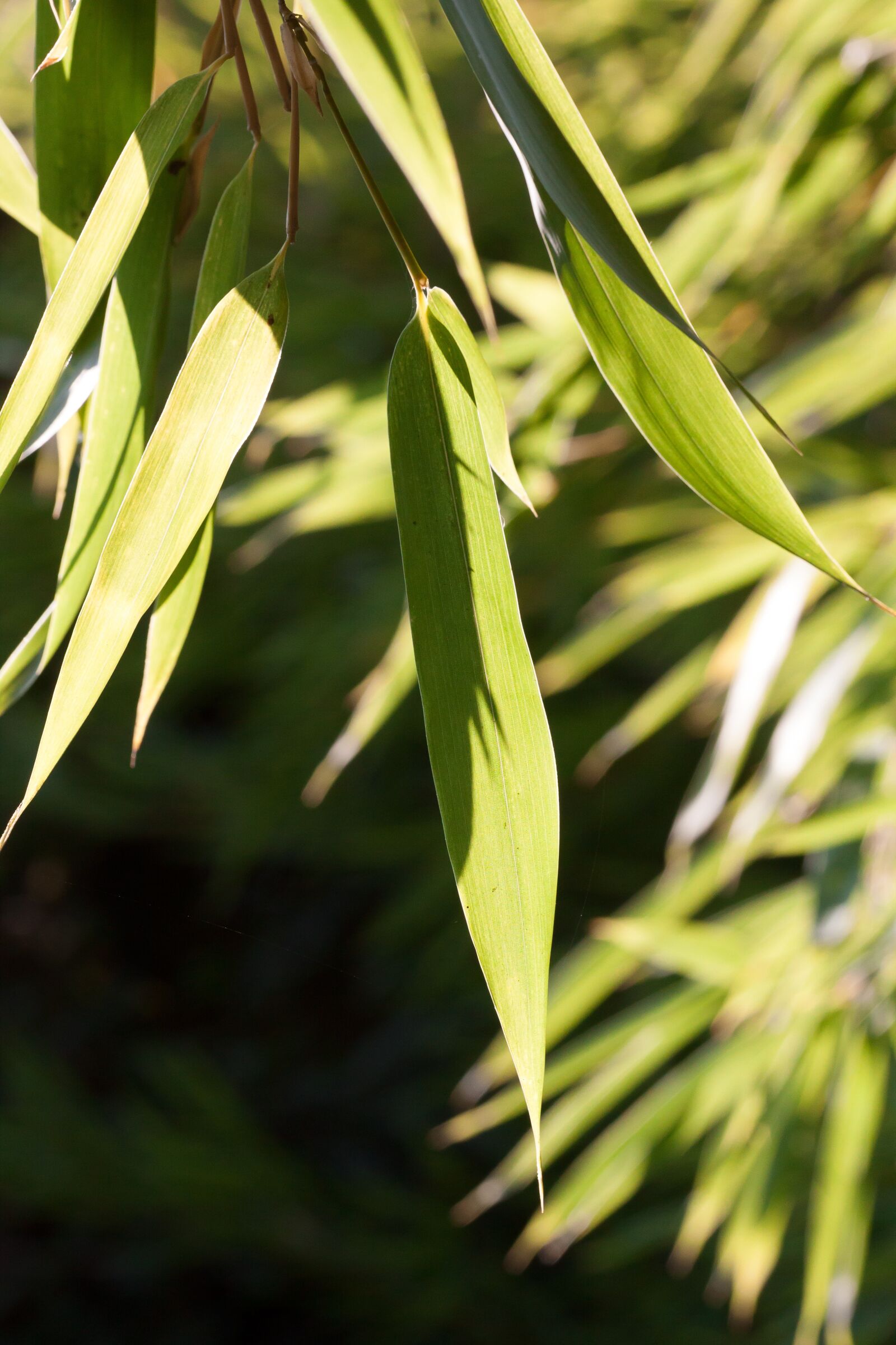 Canon EOS 50D sample photo. Bamboo, leaf, green photography