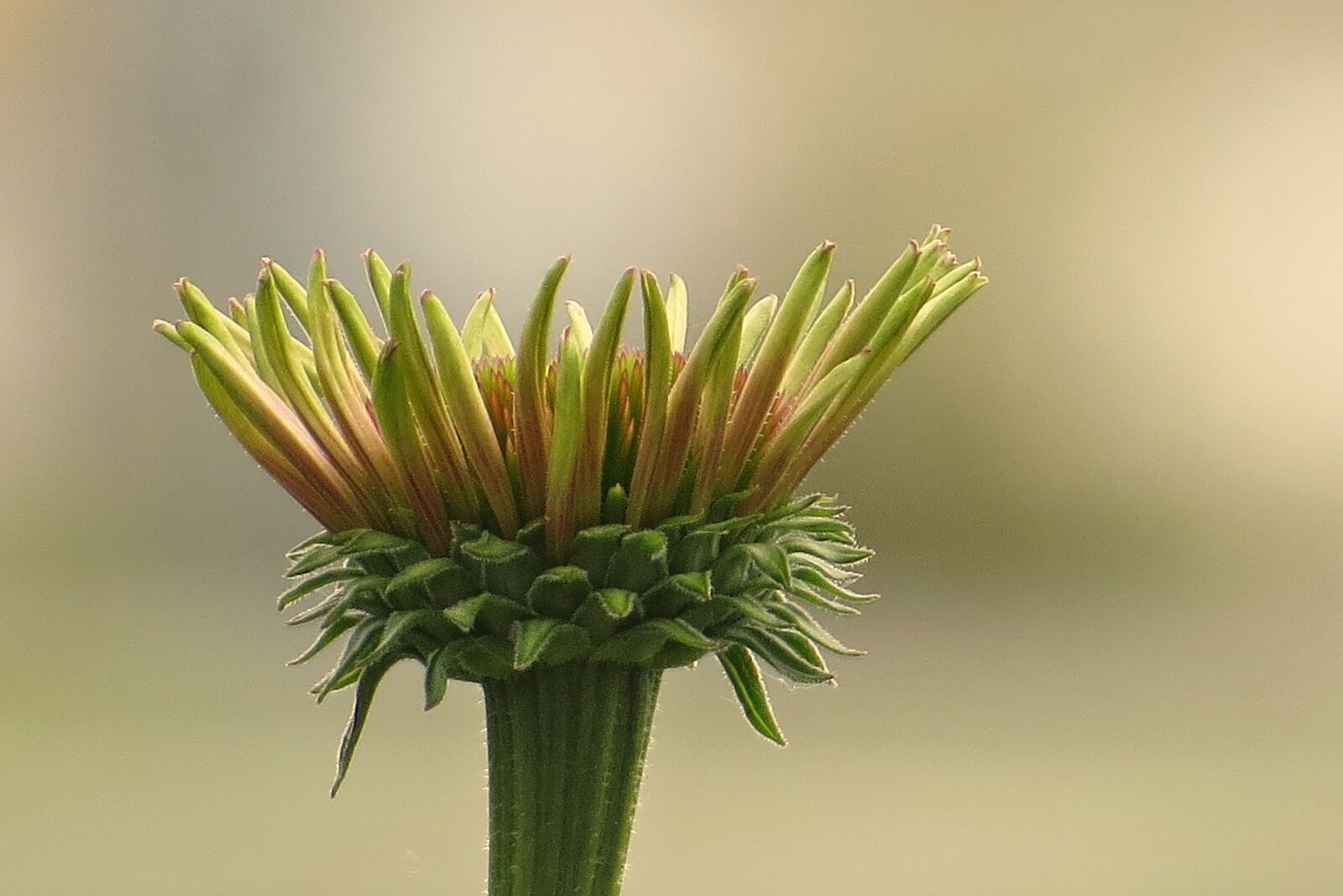 Canon PowerShot SX50 HS sample photo. Macro, flower, bloom photography