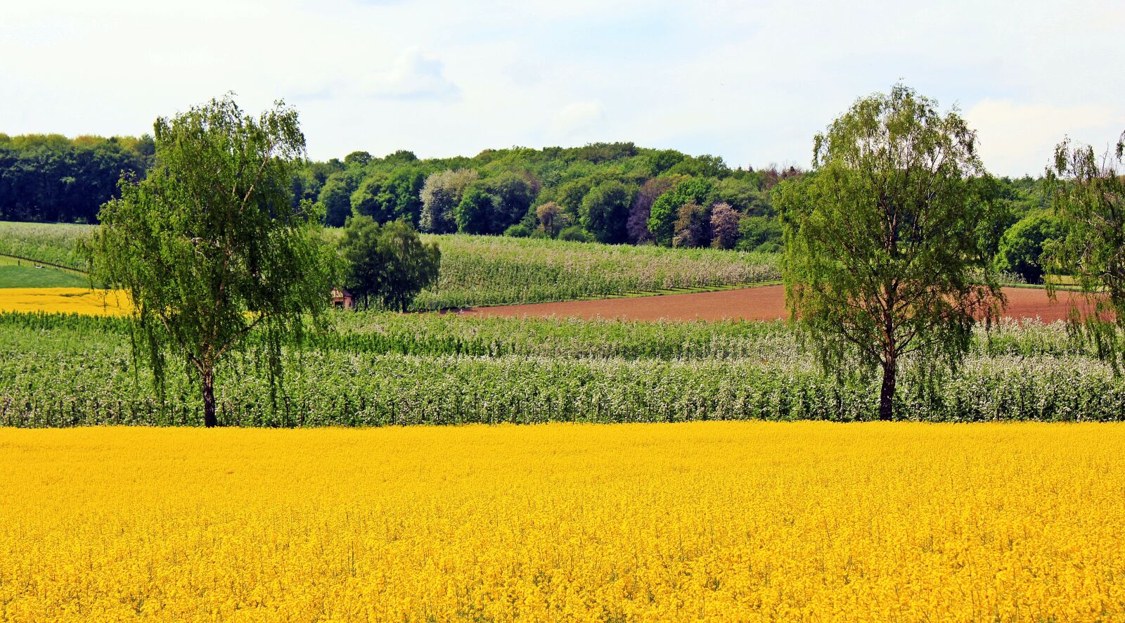 Canon EOS 550D (EOS Rebel T2i / EOS Kiss X4) sample photo. Oilseed rape, field of photography