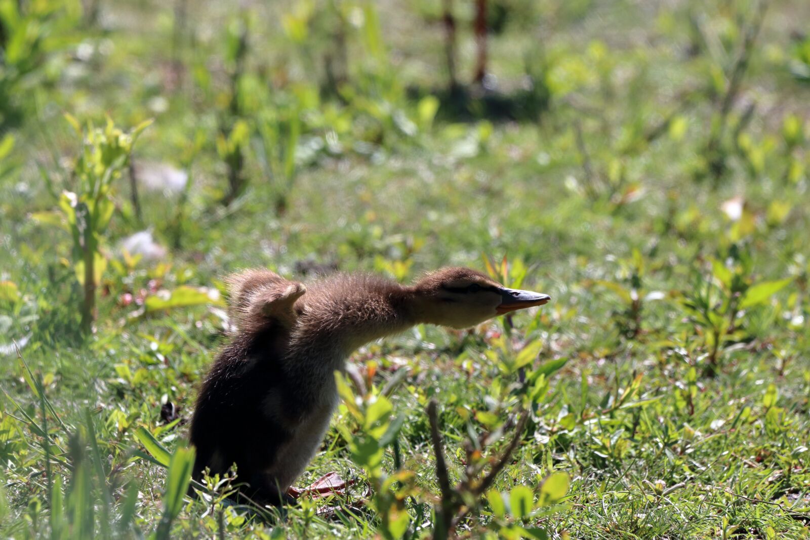 150-600mm F5-6.3 DG OS HSM | Contemporary 015 sample photo. Bird, nature, animal photography