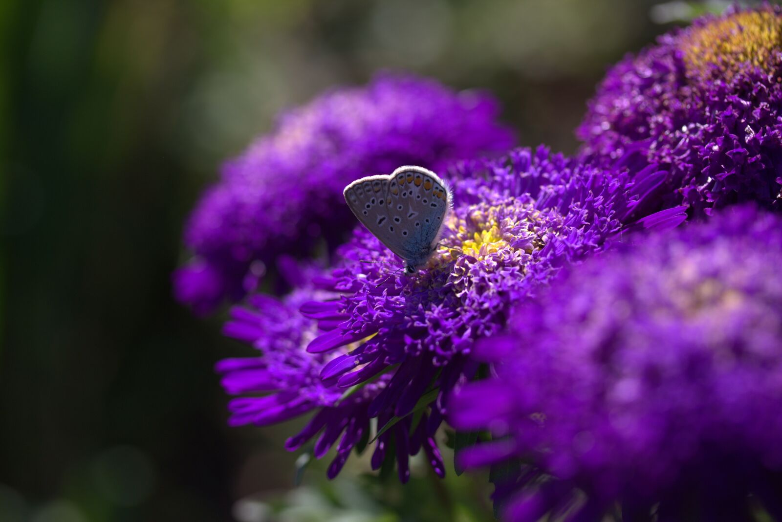 Canon EF-S 60mm F2.8 Macro USM sample photo. Butterfly, blue, flower photography