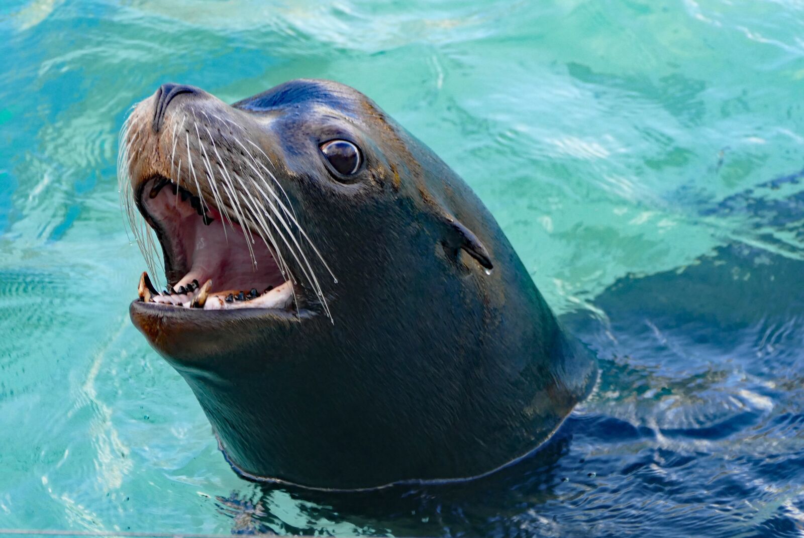 Panasonic Lumix DMC-FZ1000 sample photo. Sea lion, tooth, zoo photography
