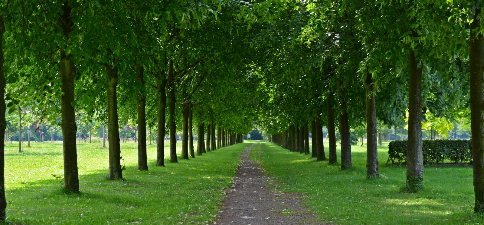 Nikon D5200 sample photo. Park, avenue, walk photography