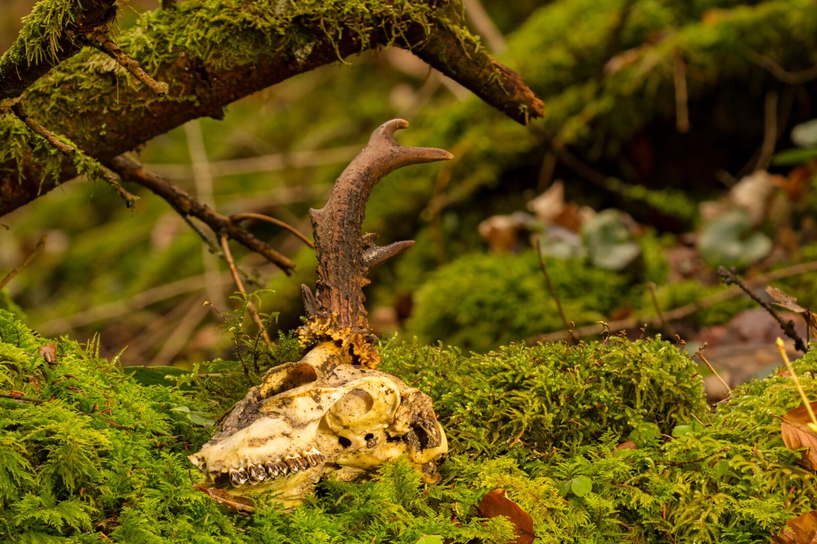 Canon EOS 7D sample photo. Rehschädel, skull, horn photography