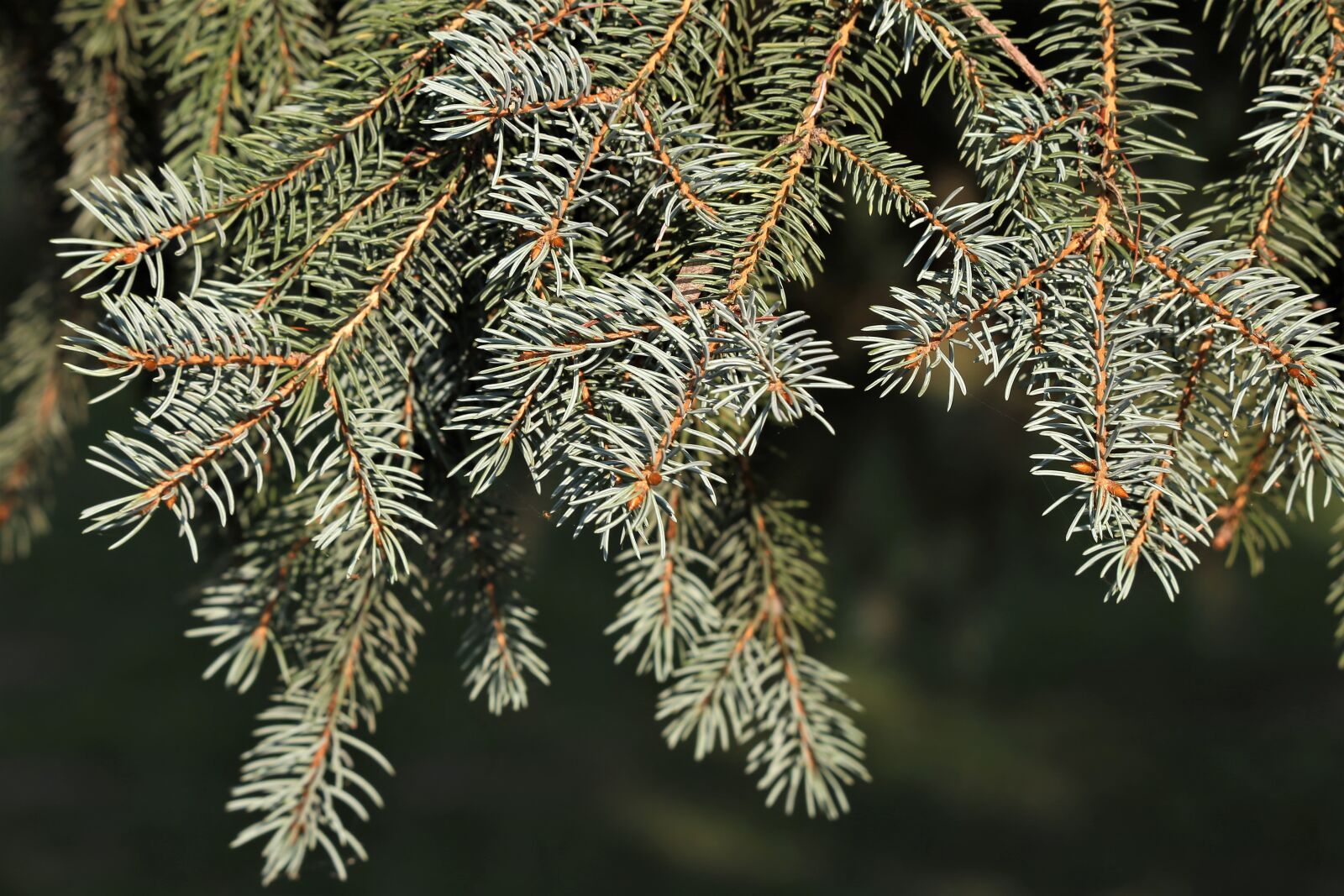 Canon EF 70-300 F4-5.6 IS II USM sample photo. Silver fir tree, abies photography