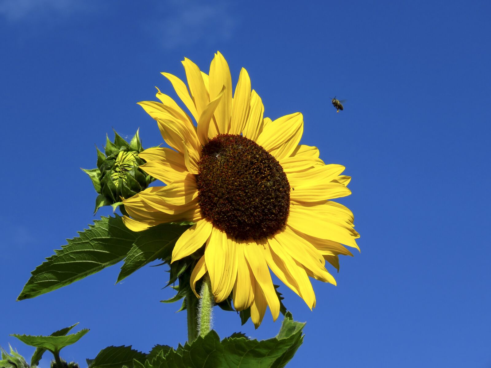 Canon PowerShot SX60 HS sample photo. Sunflower, flower, sky photography