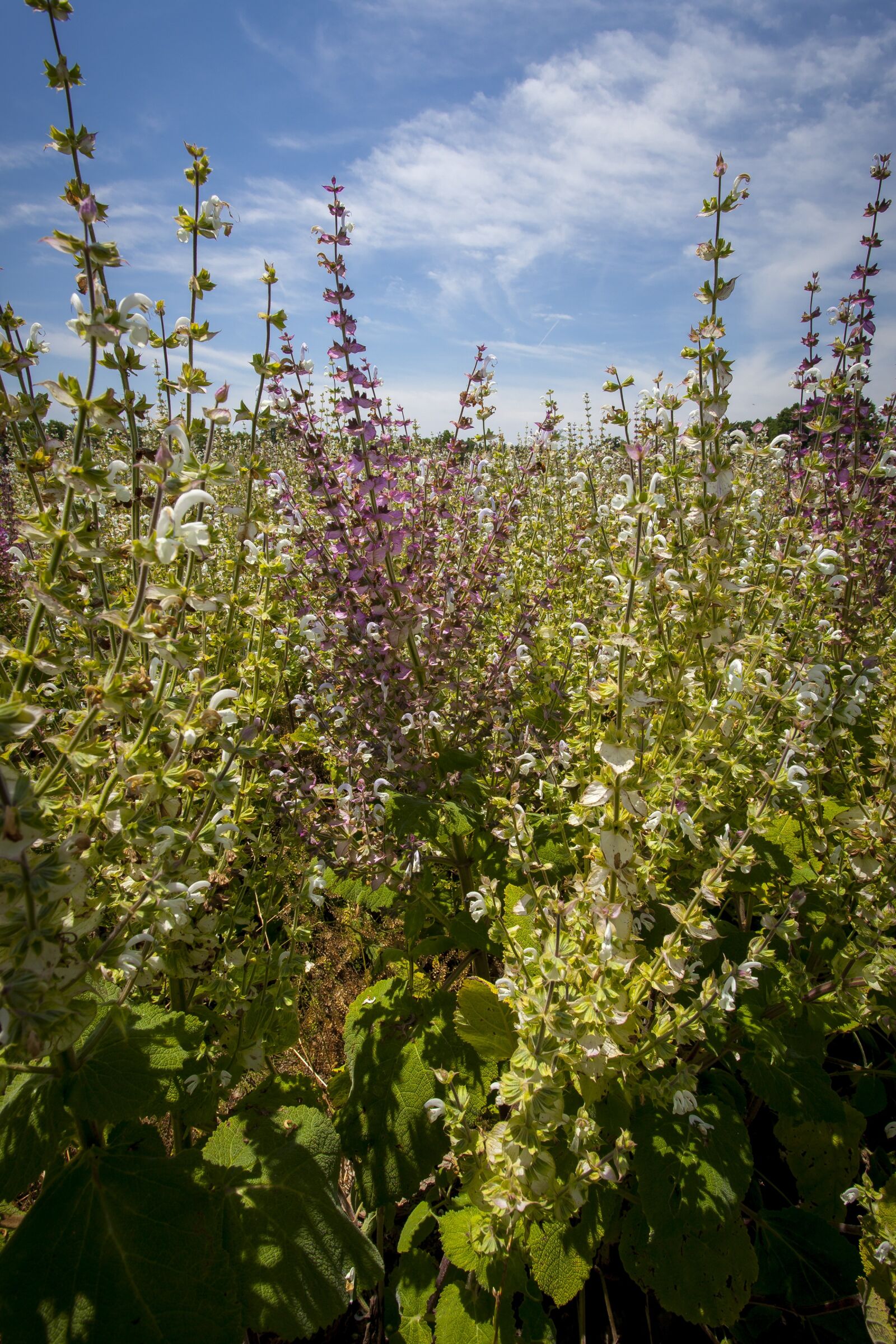 Canon EOS 5D Mark II + Canon EF 17-40mm F4L USM sample photo. Clary sage, eastern, north photography