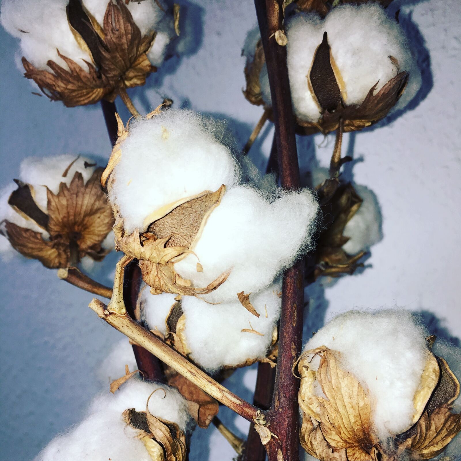 Apple iPhone 6s Plus sample photo. Cotton, plant, flowers photography
