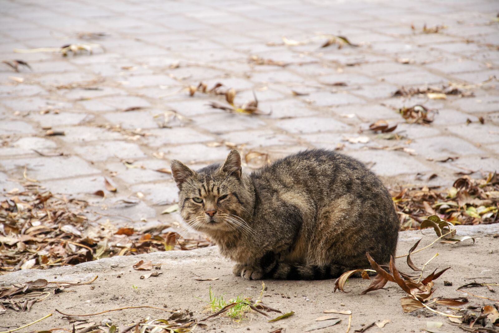 Nikon D5300 sample photo. Cat, homeless animals, animals photography