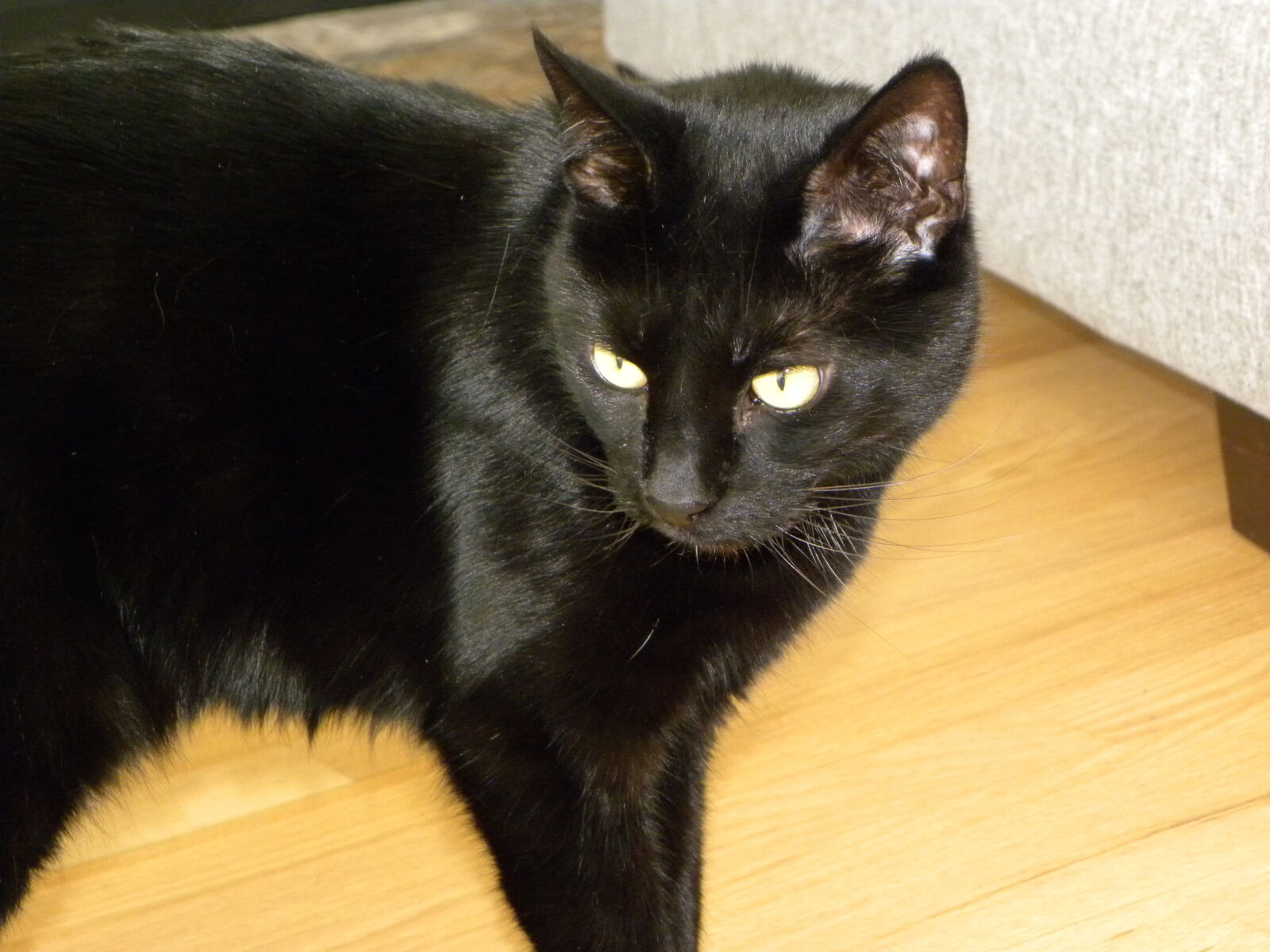 Nikon Coolpix P90 sample photo