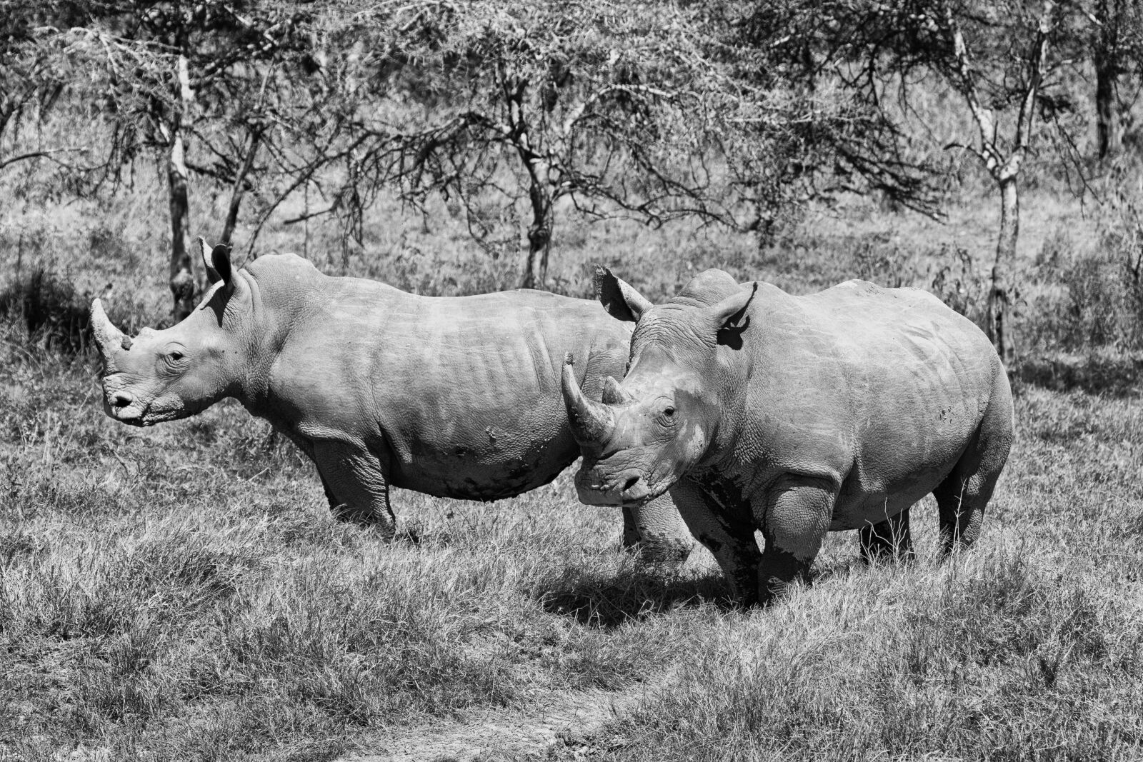 Canon EOS 7D + Canon EF 100-400mm F4.5-5.6L IS USM sample photo. Rhino, africa, animal world photography