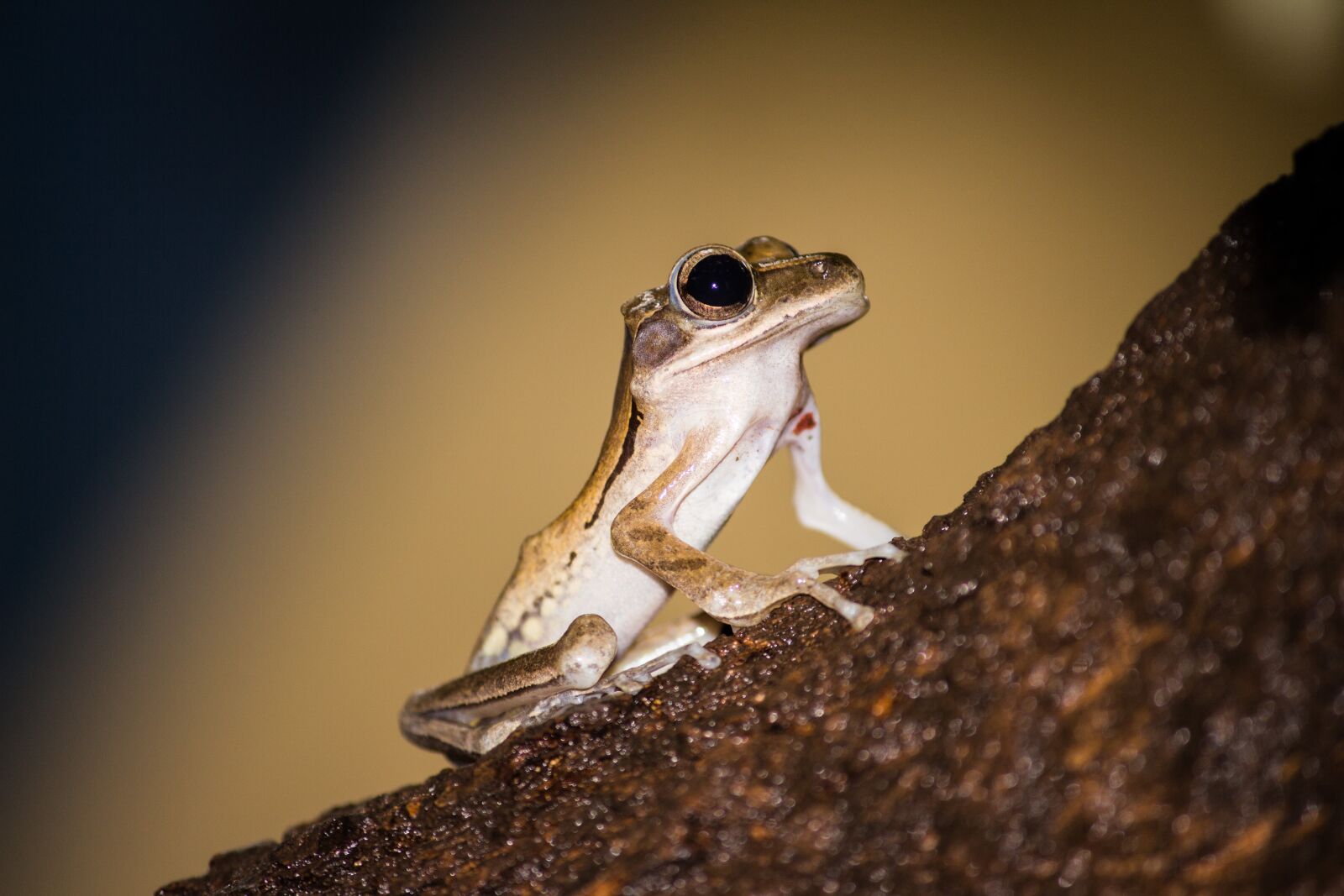 Canon EOS 700D (EOS Rebel T5i / EOS Kiss X7i) sample photo. Frog, tree frog, close photography