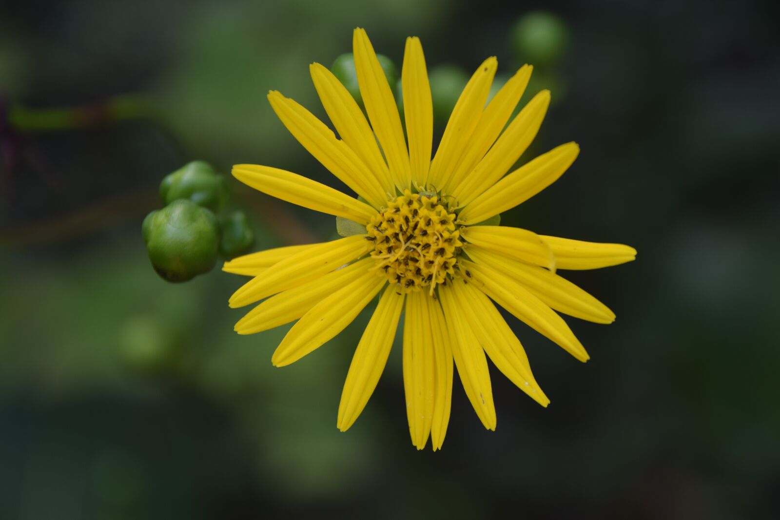 Nikon D3300 sample photo. Yellow, flower, spring photography