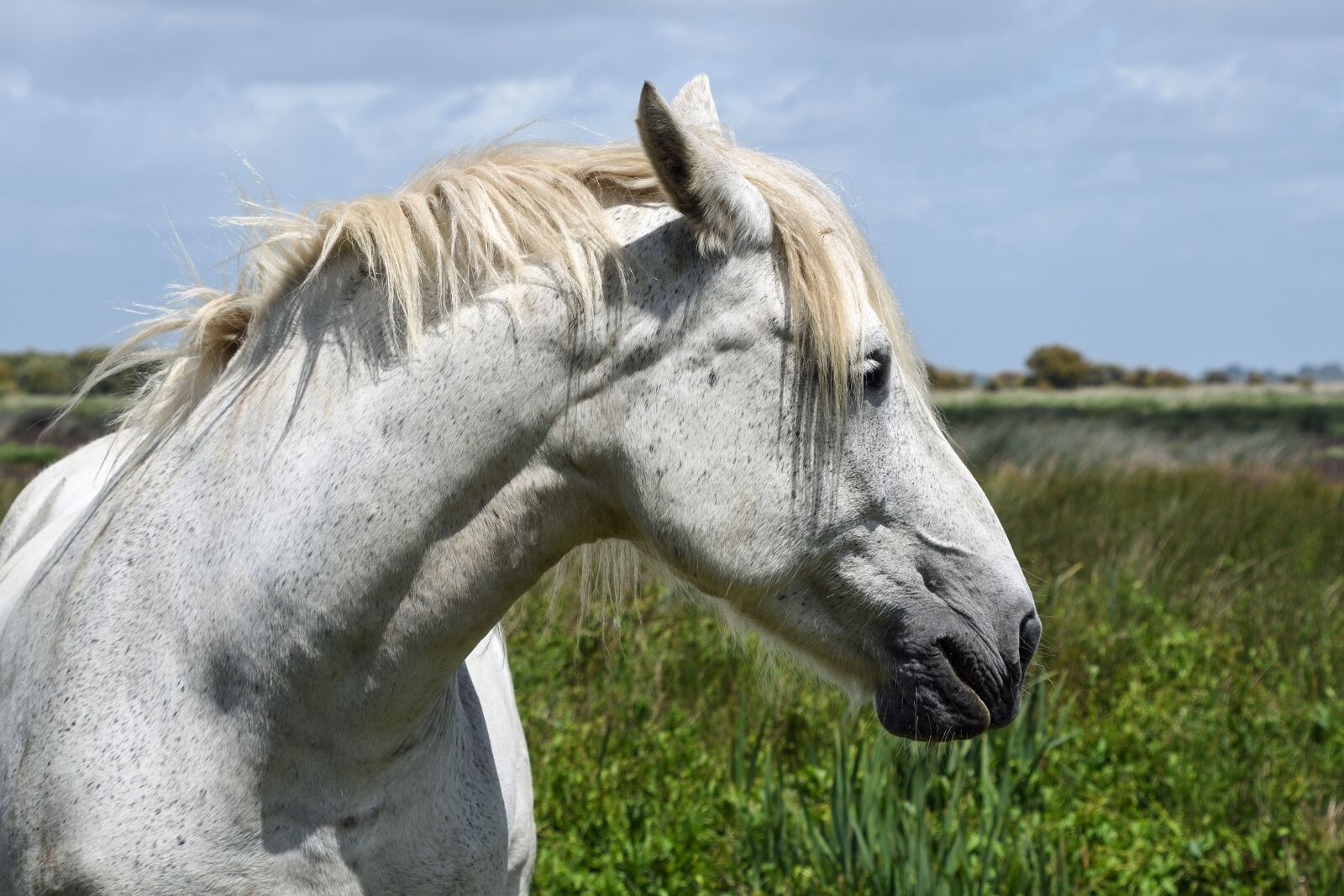 Nikon D500 sample photo. Horse, white, head photography