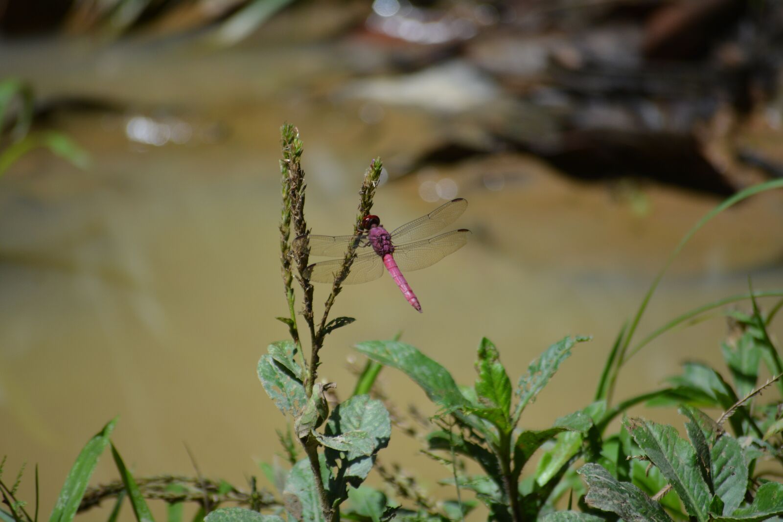 Nikon D5200 sample photo. Dragonfly, encyclopedia, macro photography