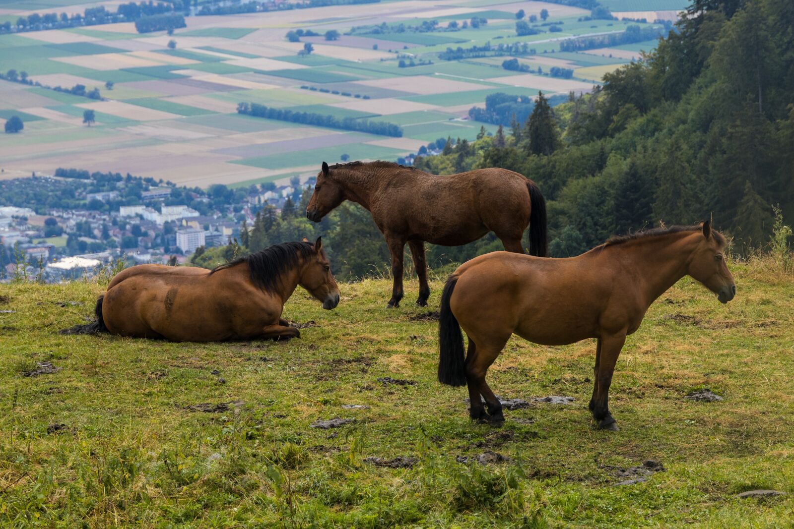 Canon EOS R sample photo. Horses, flock, animals photography