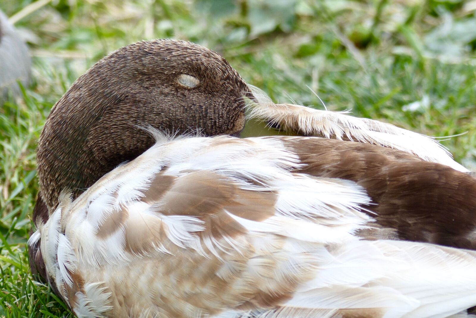 Panasonic Lumix DMC-FZ200 sample photo. Sleep, water duck, bird photography