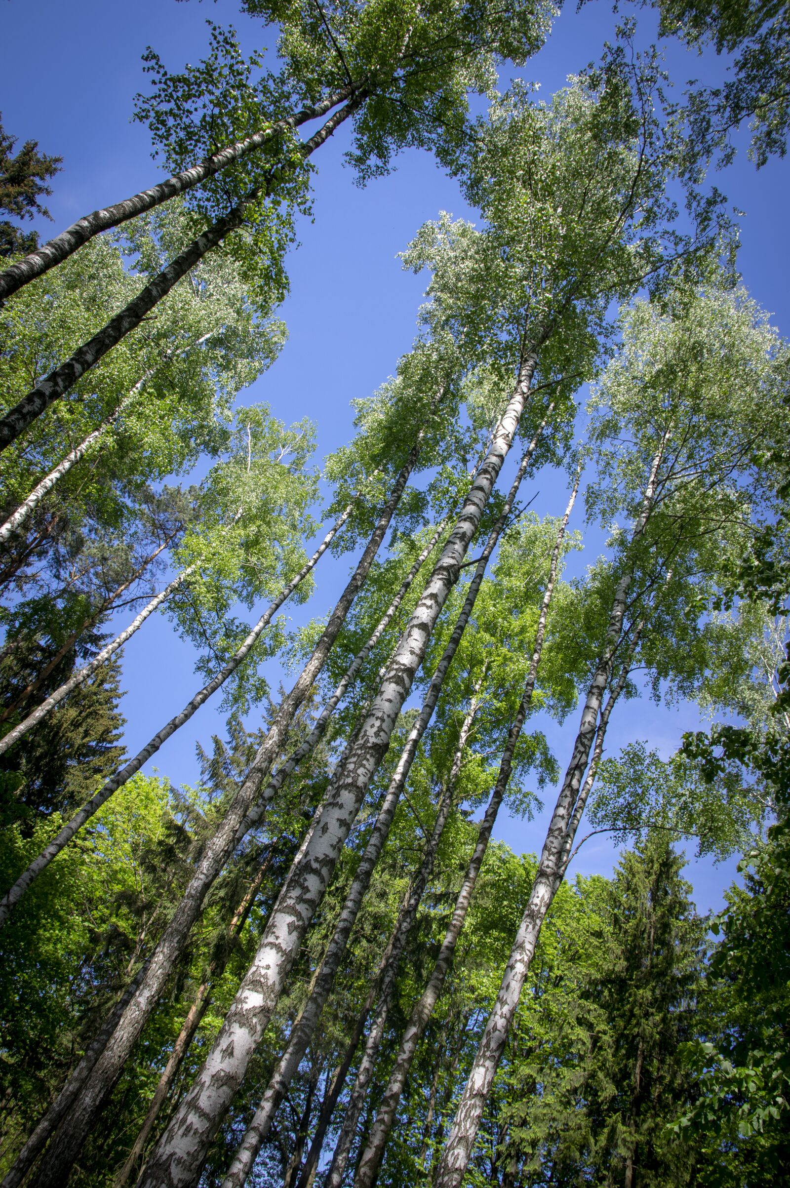 Pentax K-3 sample photo. Trees, park, nature photography